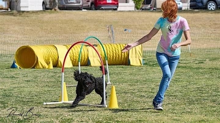 Paws in the Park: Agility Fun