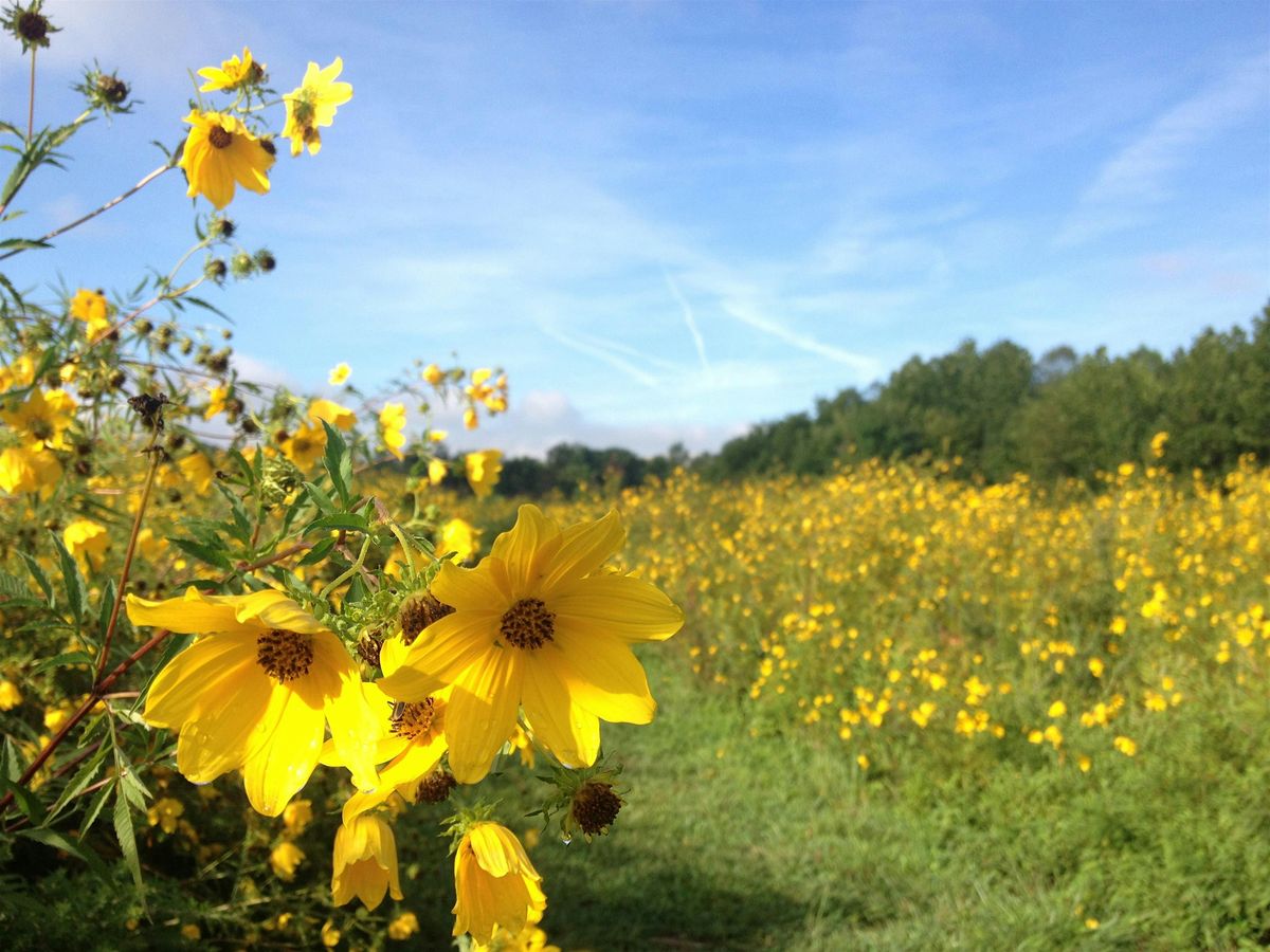 Meet Me in the Meadow