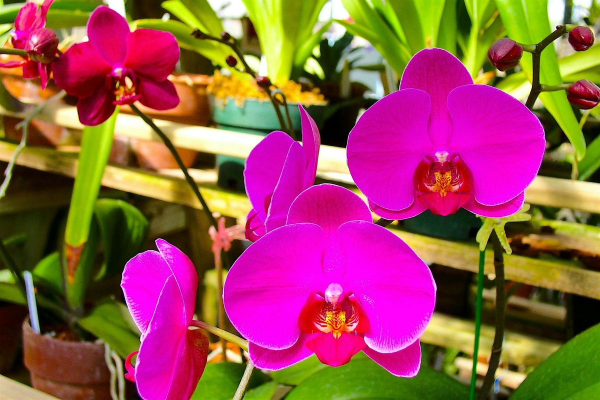 Orchid Kokedama Workshop in Raleigh