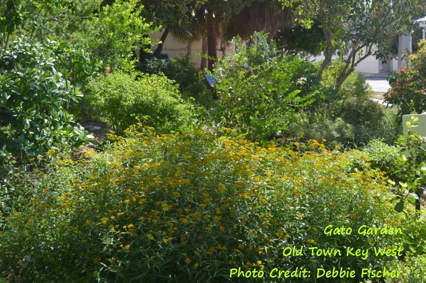 MONROE COUNTY PLANT CLINIC - Key West Tropical Forest & Botanical Garden Stock Island