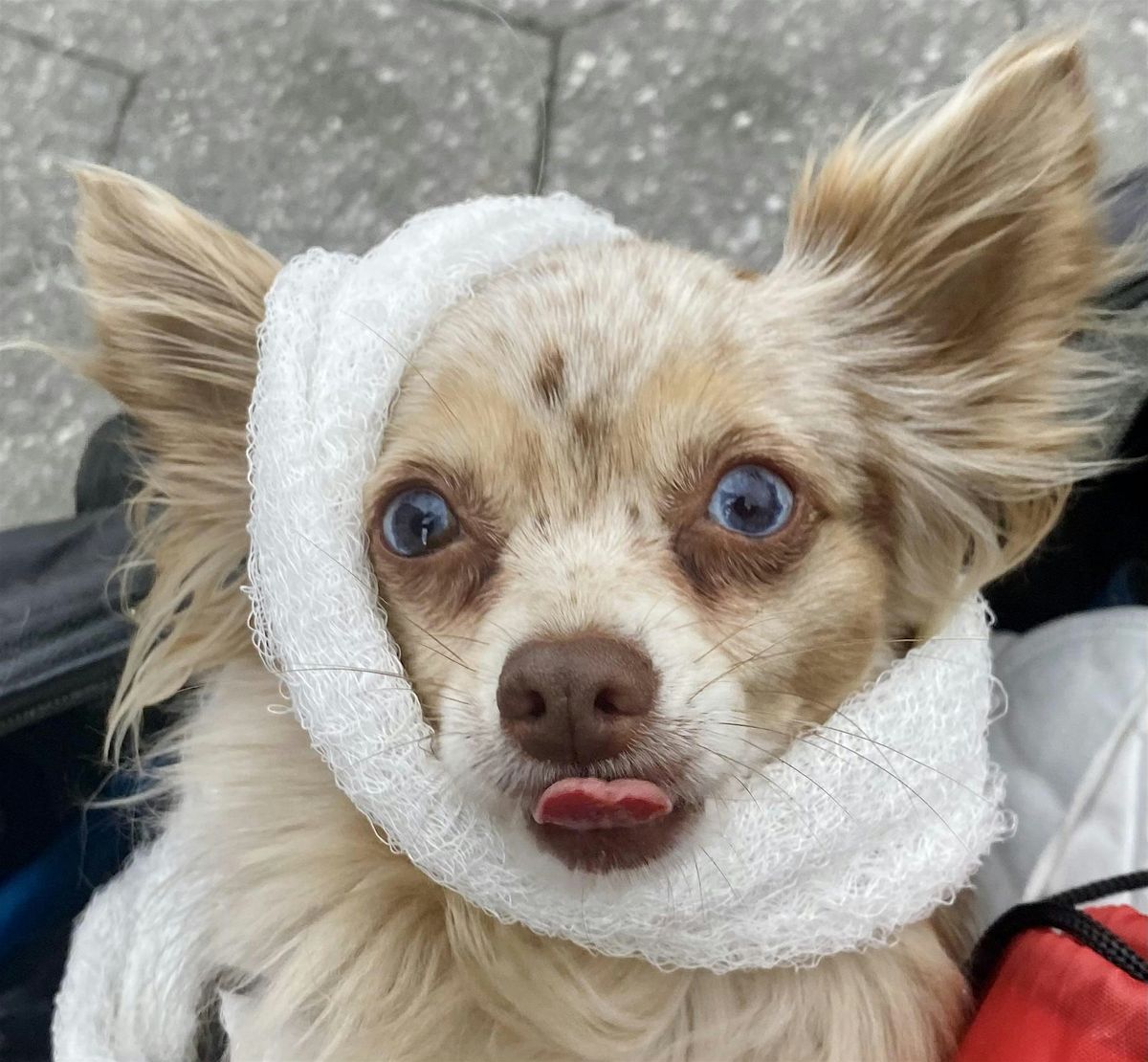 Pet First Aid and CPR