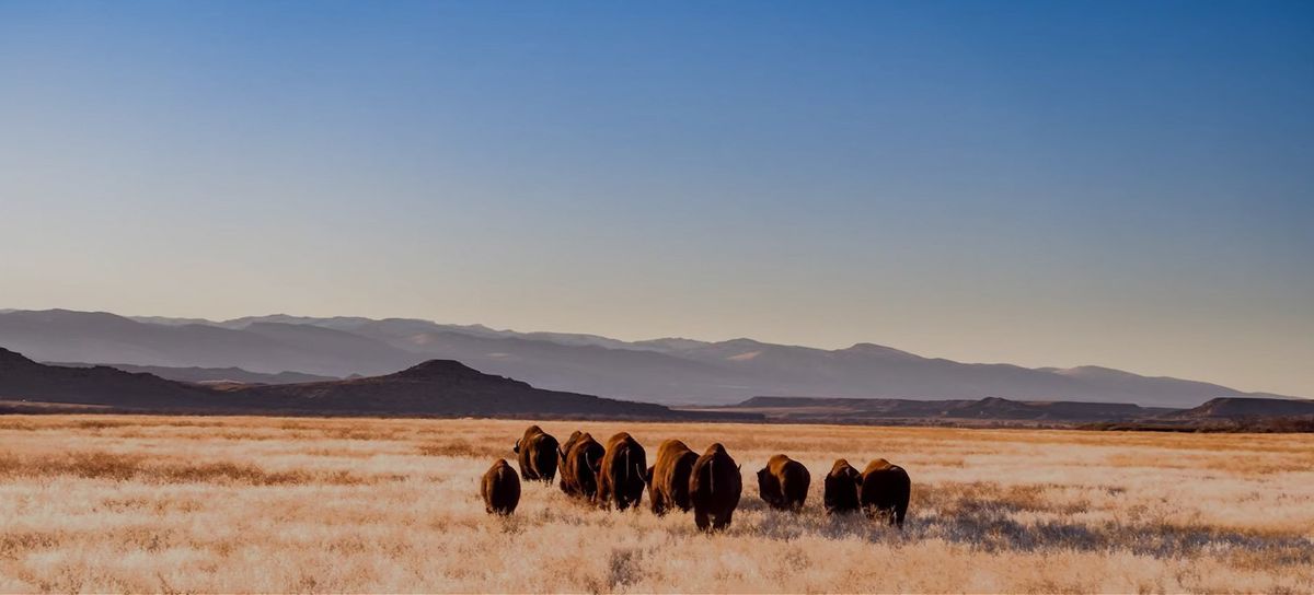 BoulderENOFF: A BUFFALO STORY