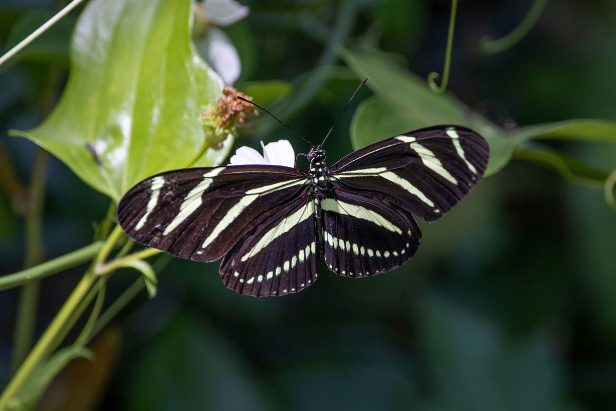 Pollinator Census
