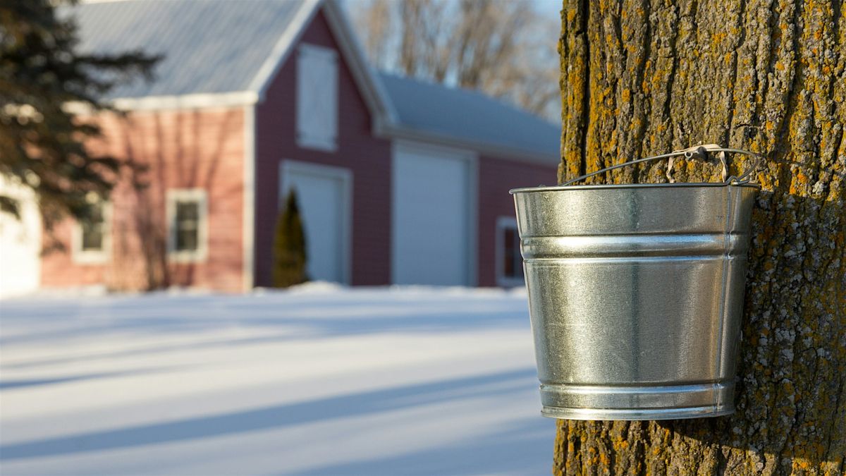 Maple Tapping