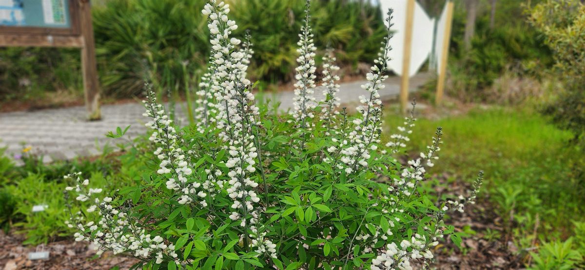 Bay Friendly Landscaping