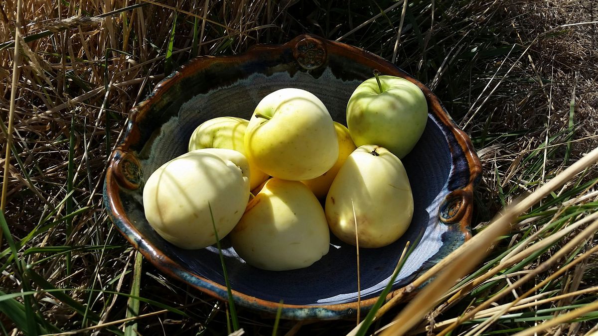 Family Friendly Cider Pressing