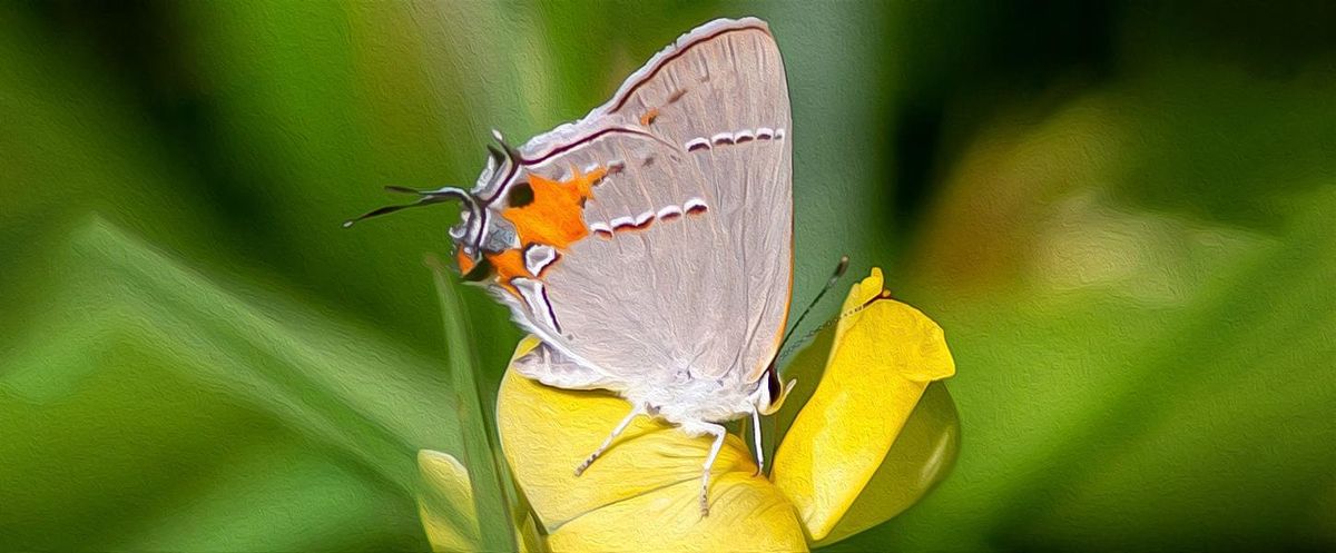FIELD TRIP: Lake Jackson at Three Lakes Wildlife Management Area