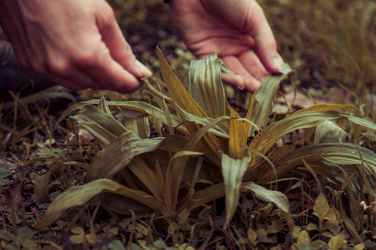 Useful Plants of Texas Walk