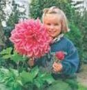 How to Grow Beautiful Dahlias: A Hands-On Class!