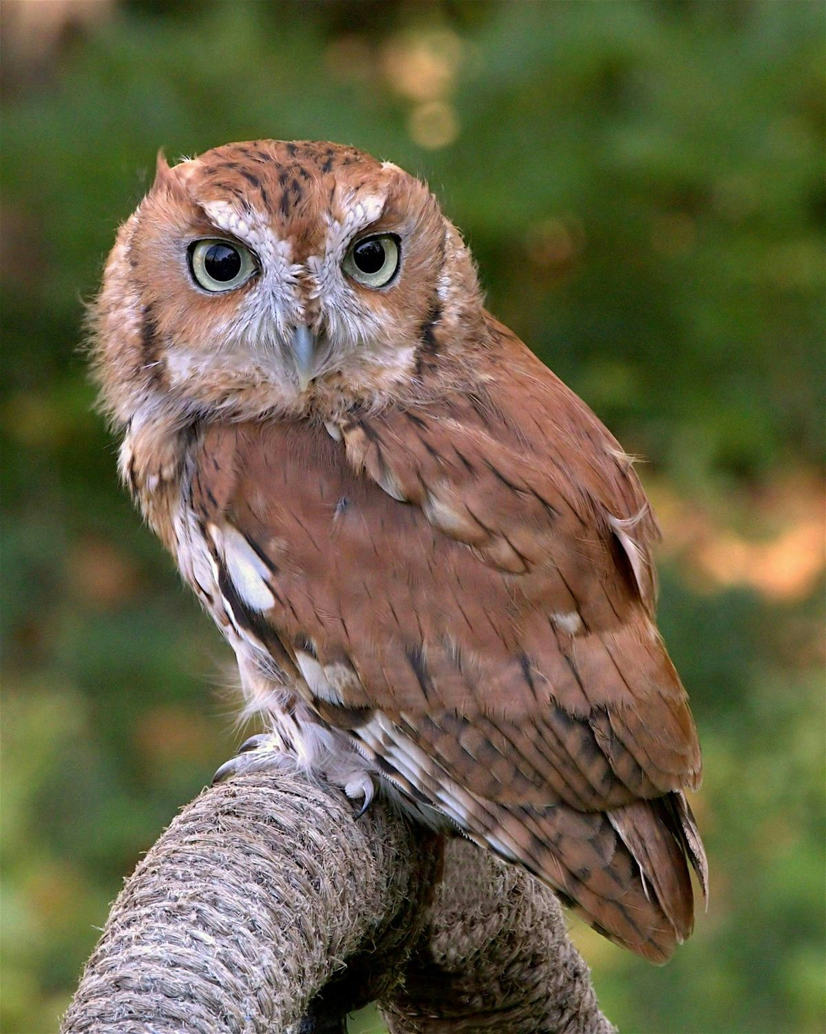 Friday Night Nocturnal Wildlife Walks