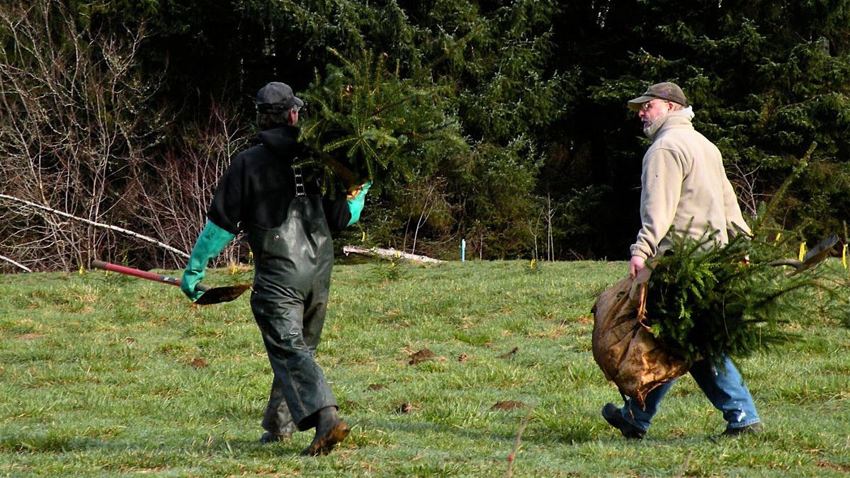 Celebrate the Solstice: Cedar Planting and Cocoa