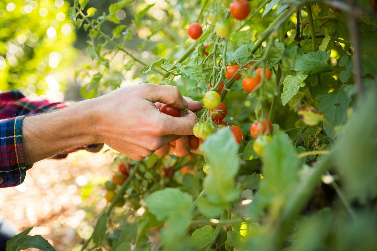 FREE: Caring For Summer Vegetables & Tomato Pruning in the Home Garden