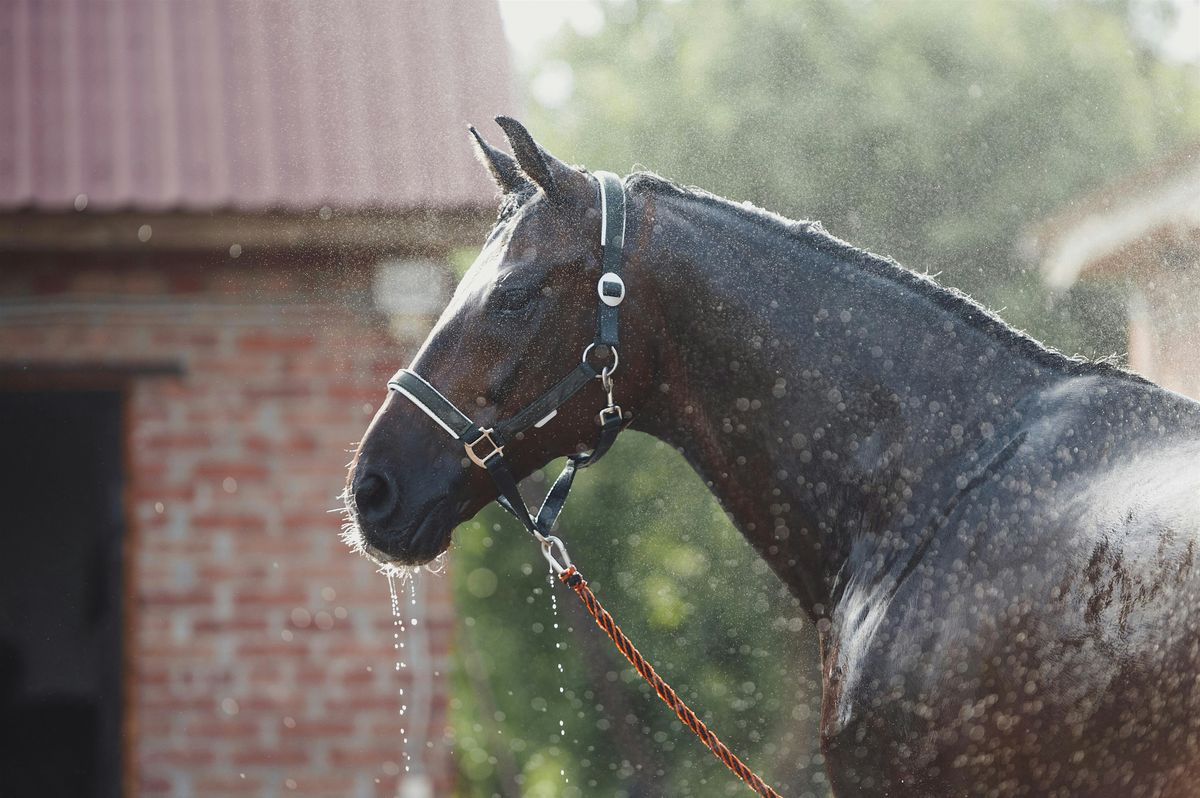 Beat the Heat: Feeding and Managing Performance Horses in Ocala