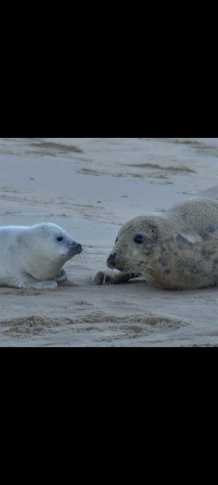 Baby Seals Hike Day Trip  Our most Popular Event on Meetup.com
