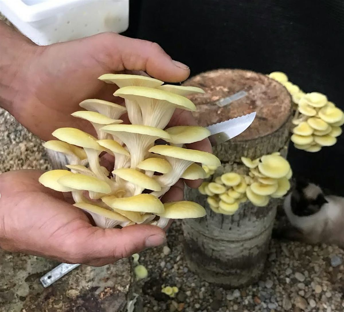 Fungi in the Forest: Mushroom Farm Tour at Soulshine Earth