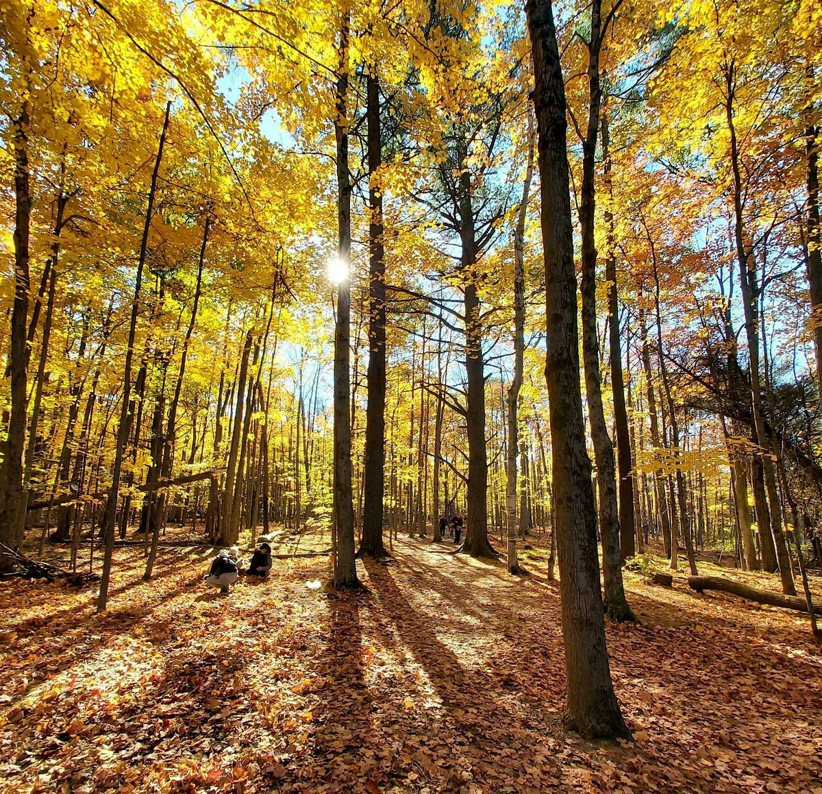 Autumn Sunset Guided Walk