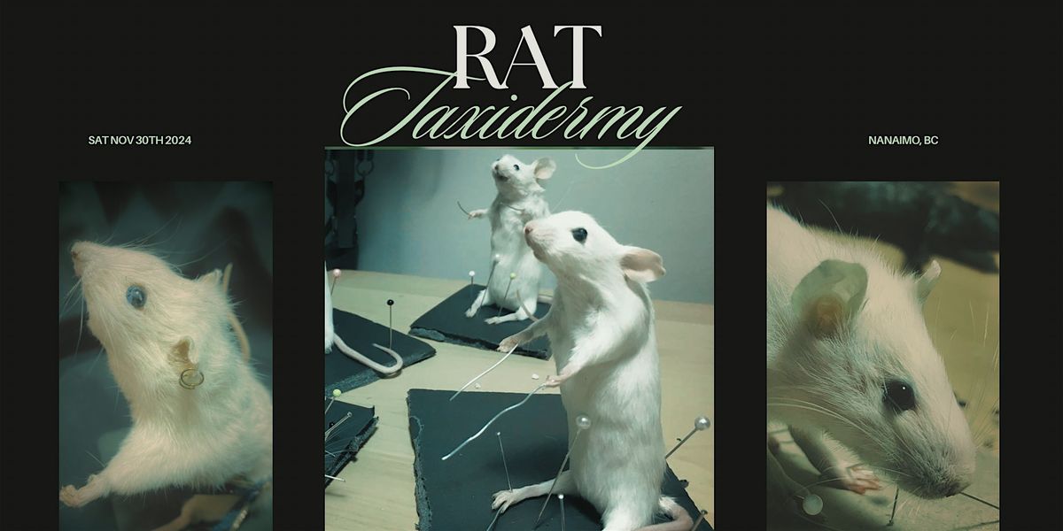 Beginners Rat Taxidermy Workshop