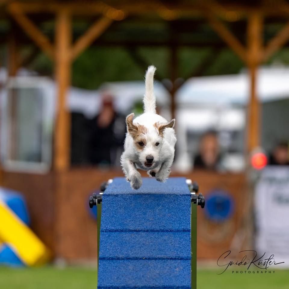 Agility Summer Breeze 2025 - HSZ Bielefeld e.V.