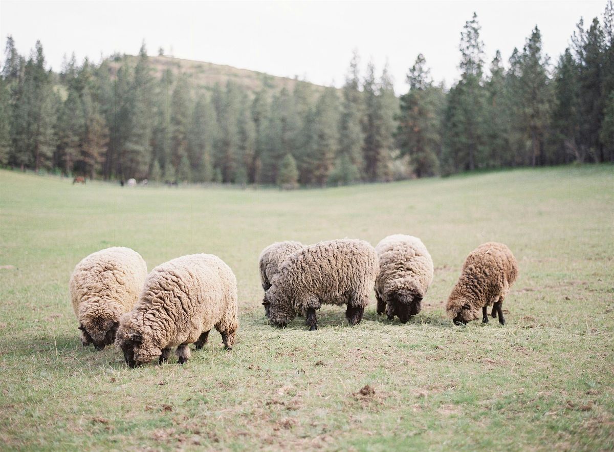 DIY Fleece Processing - Hand Fiber Processing for Beginners (Free)