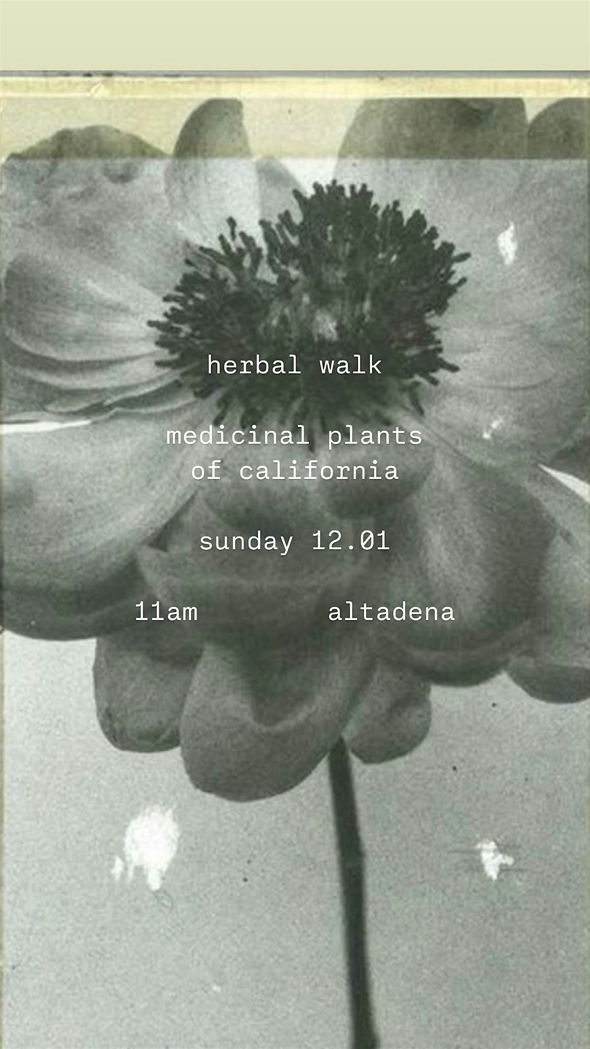 Medicinal Plants of California: Herb Walk