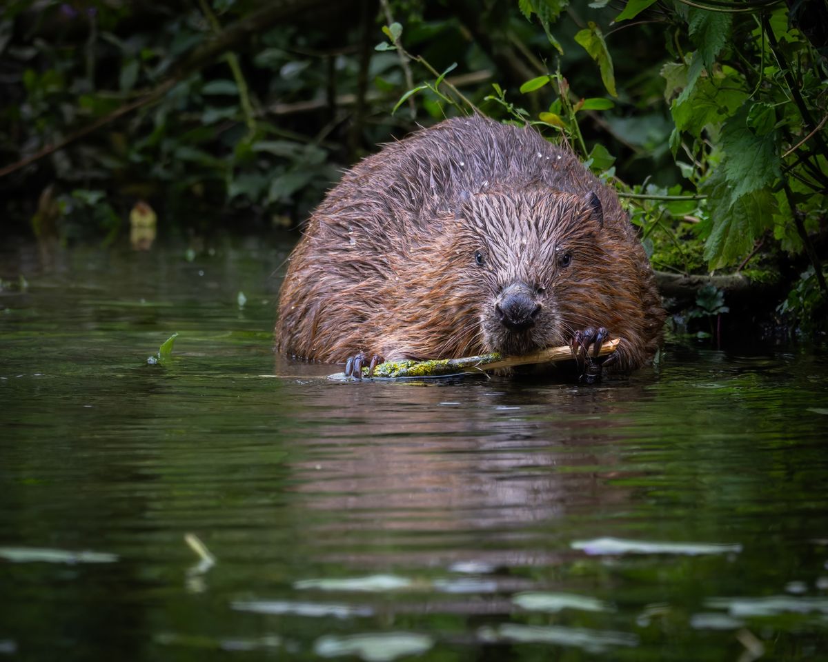 Beaver Tour and Talk 