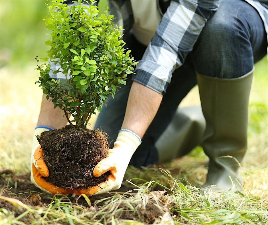 Think Green Thursday: Planting Trees and Shrubs