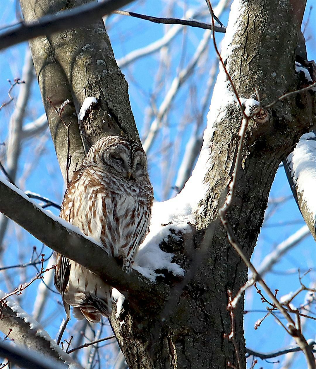 Great Backyard Bird Count