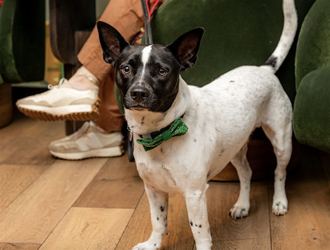 Aveline's Puppy Pop-up with ATL Humane Society