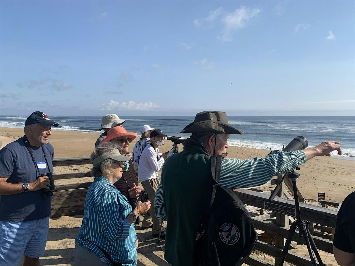 Shorebirds and Fall Migration at Plum Island with Peter Alden