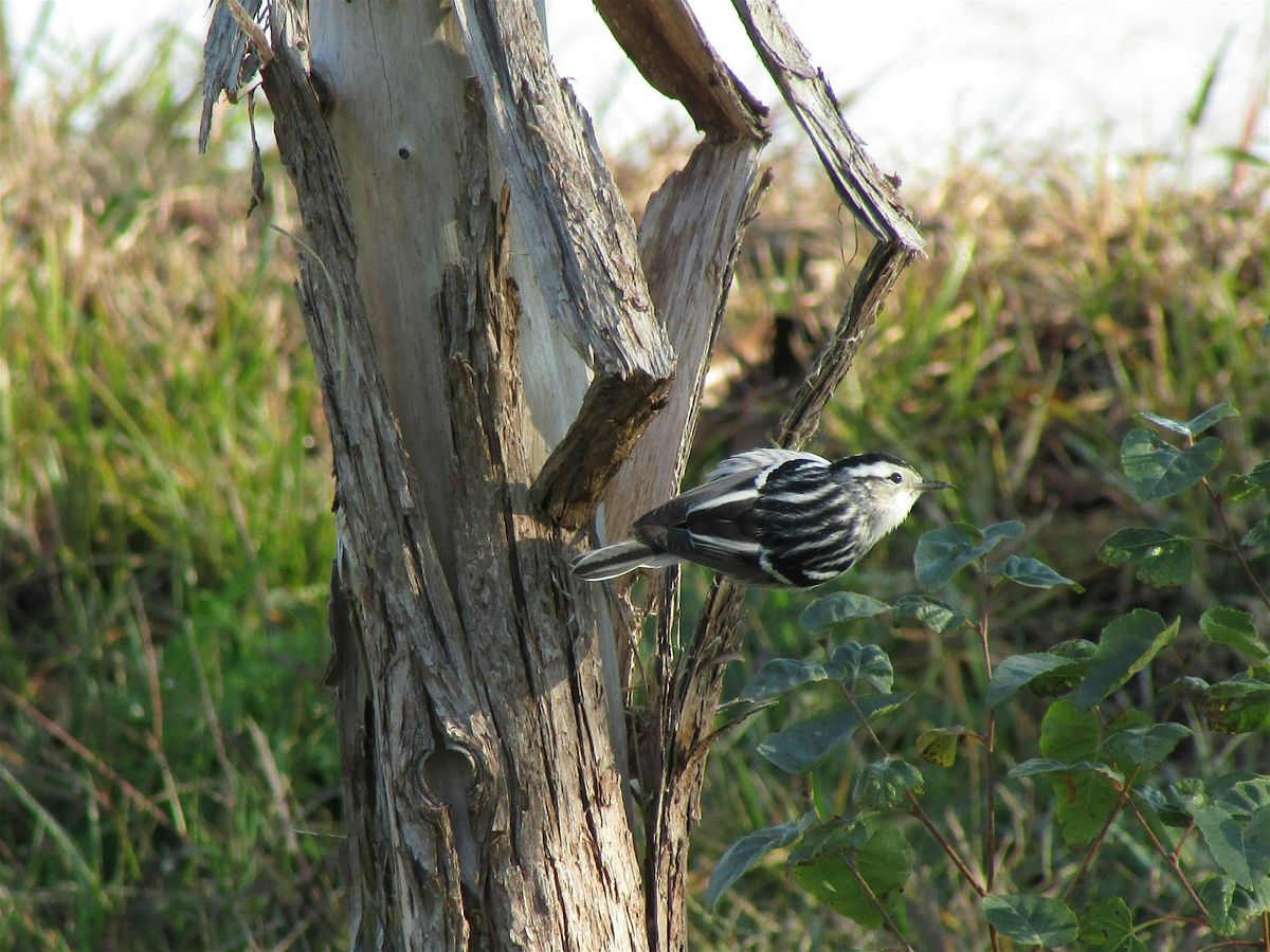 Autumn Bird Walk