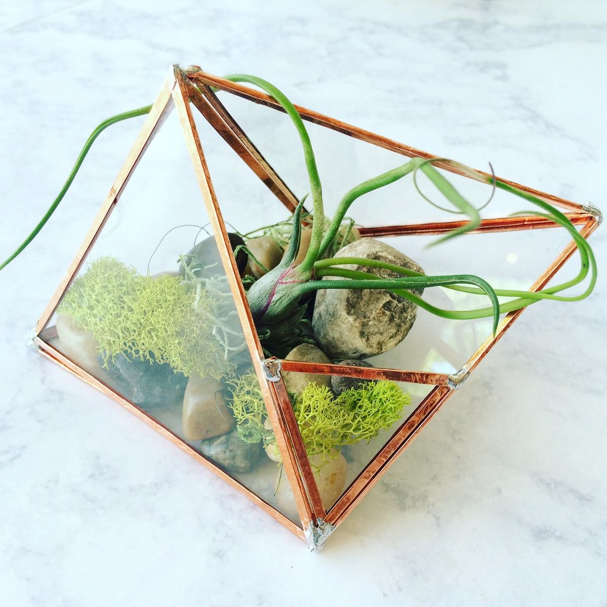 Soldered Glass Terrarium