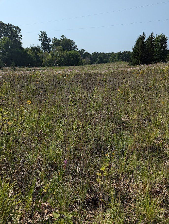 A Walk in the Park: Interactive Demo\/Practice Foraging Native Seeds with Michael Bunch