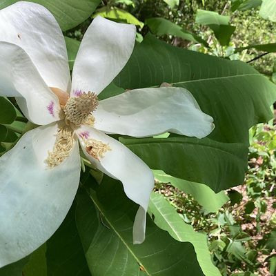 W. Gordon Belser Arboretum