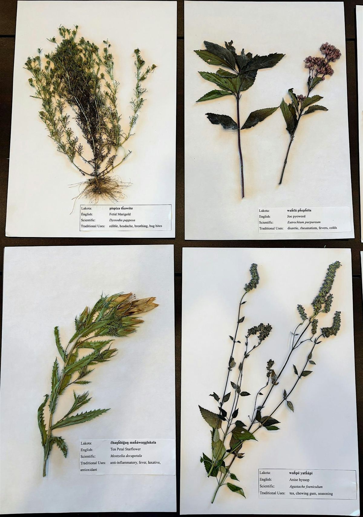 Herbarium Class