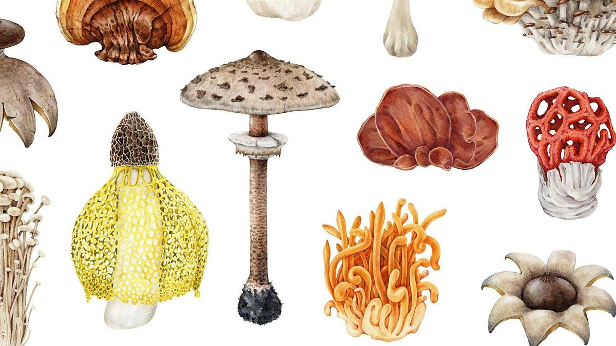 Fungus Foray
