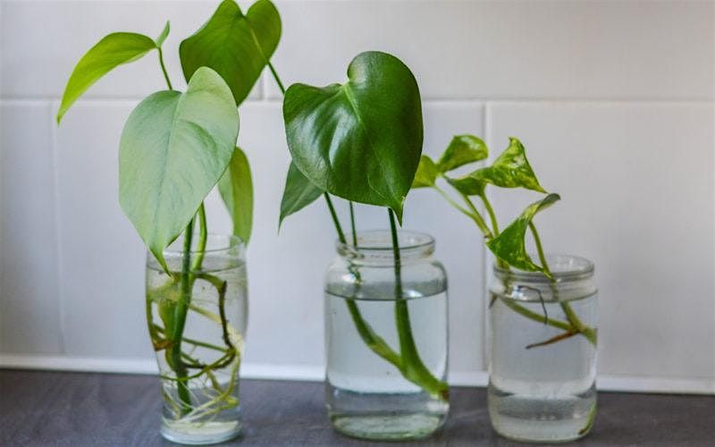 9-9-2025  Propagation by Stem Cuttings