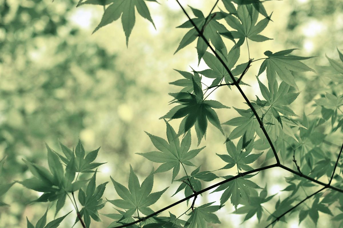 Japanese-Style Pruning Oct 4