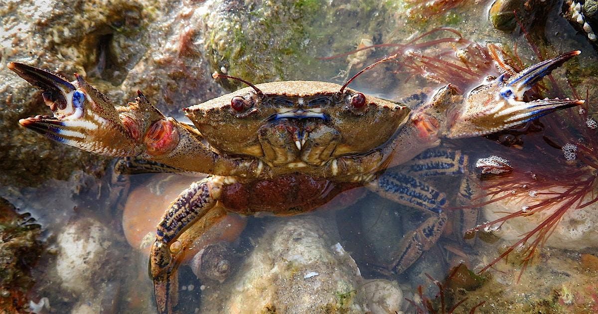 Sussex Wildlife Trust Annual General Meeting
