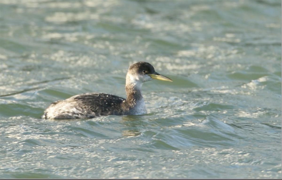 Birding at Semiahmoo Spit