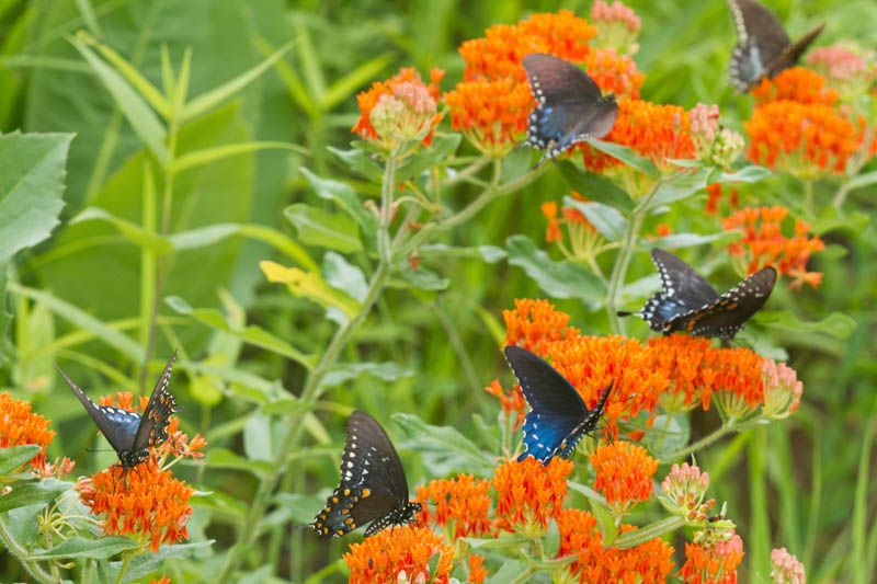 Butterfly Garden Installations