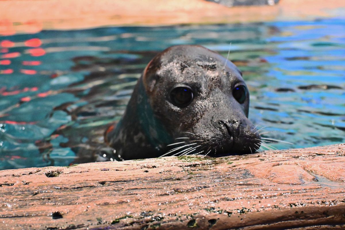 International Day of the Seal