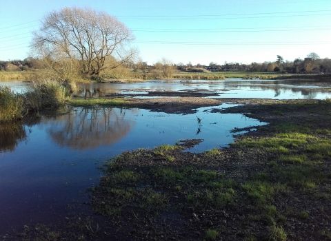 Birdwatching walk - Tucklesholme