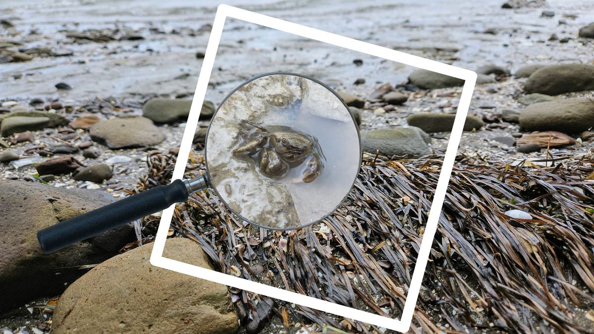 Blockhouse Bay Beach Biodiversity Hunt