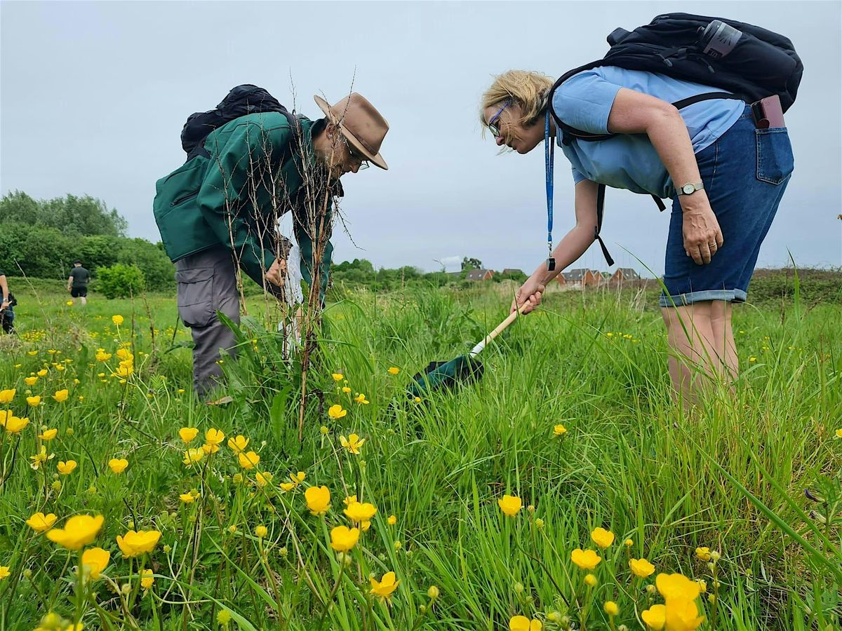 Bumblebee Identification & Beewalk Field Day at Hendre lake