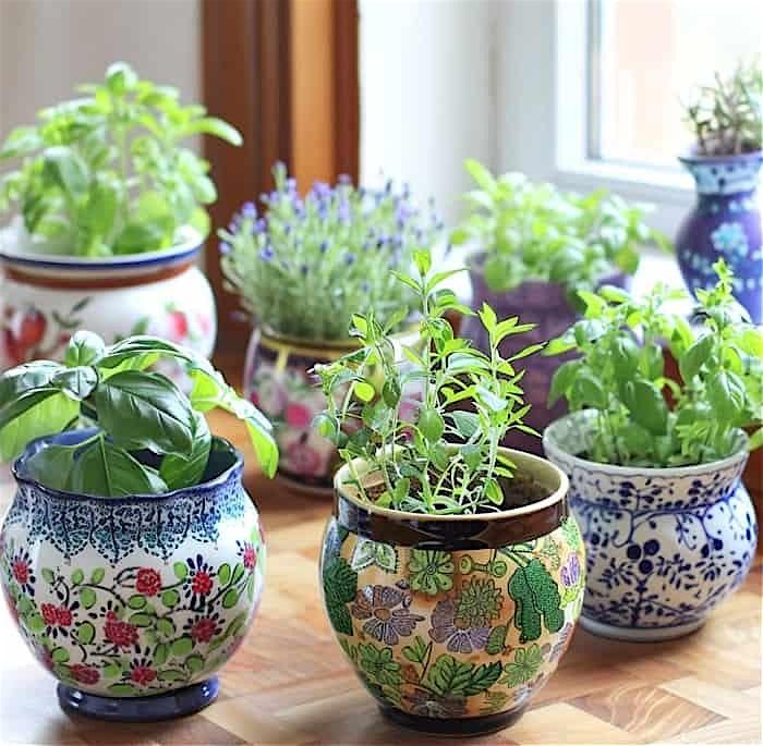 Grow & Cook with Herbs