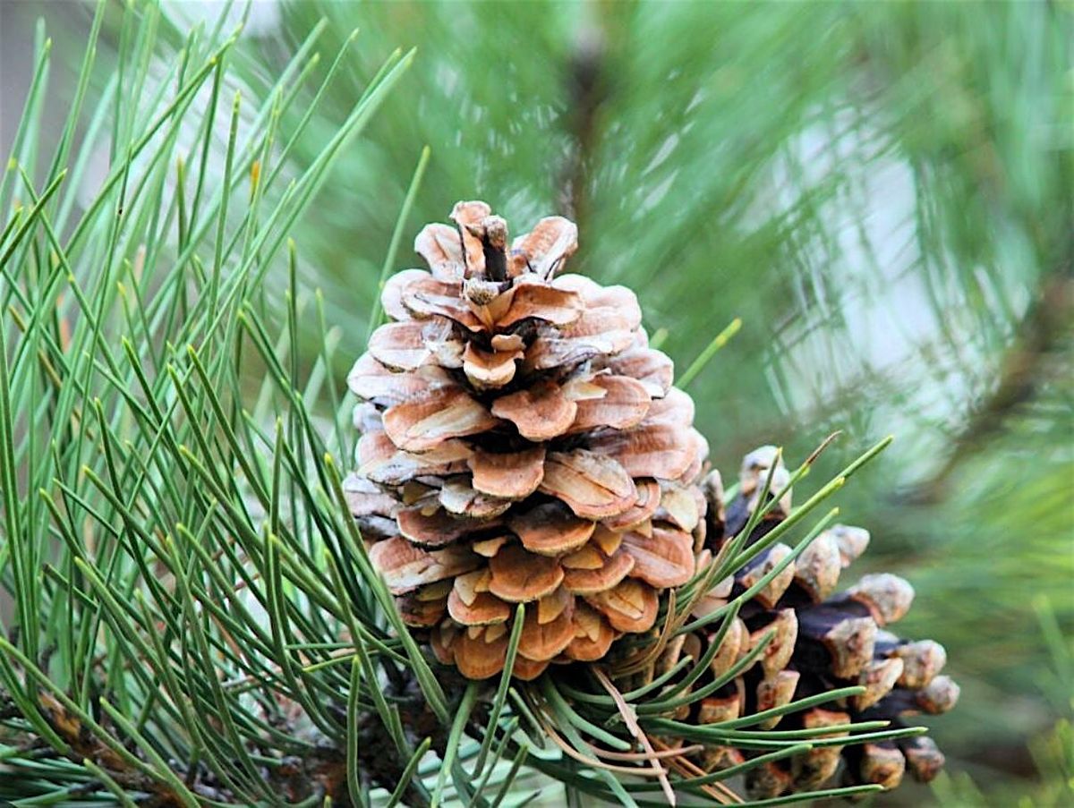 Live Pine Centerpieces with Angel Vines