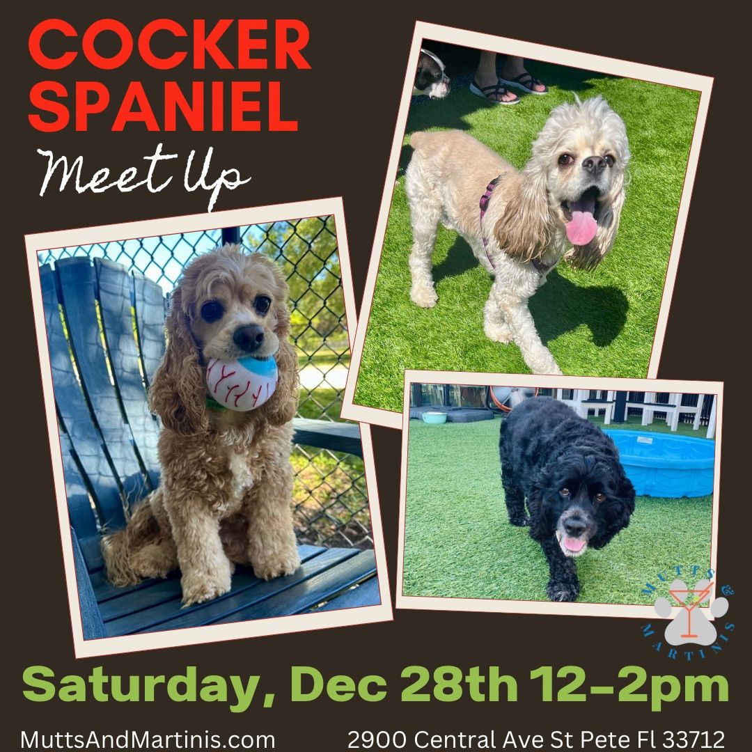 Cocker Spaniel Meet Up at Mutts & Martinis