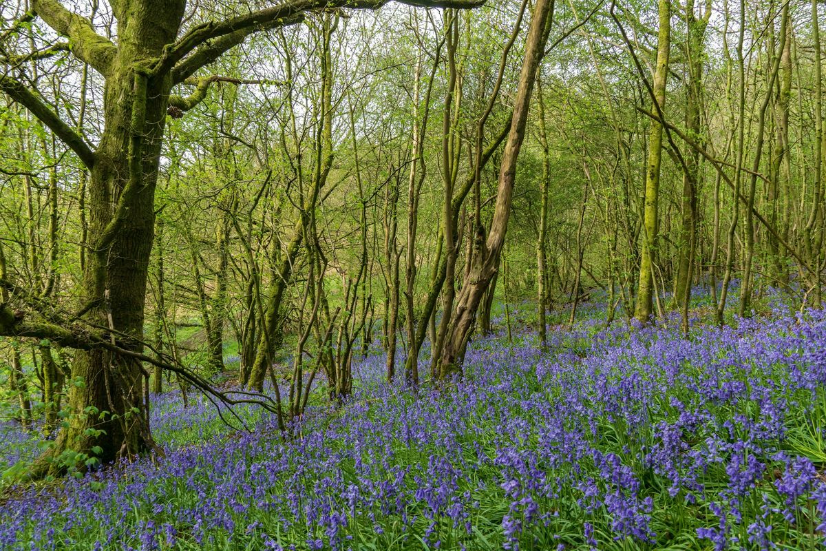 An Afternoon of Shinrin-Yoku Forest Bathing & Reiki Energy Rebalancing