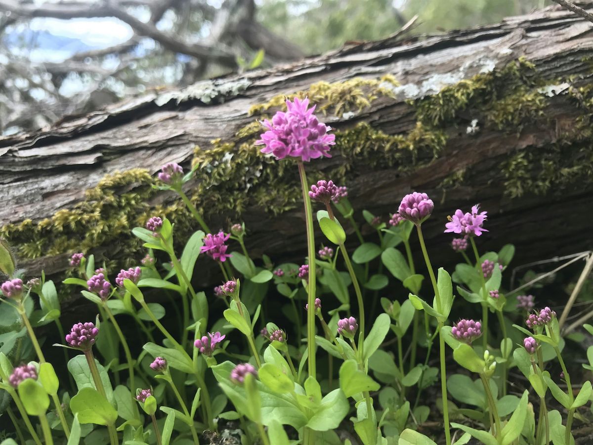 Community Hike: Early Spring Wildflowers