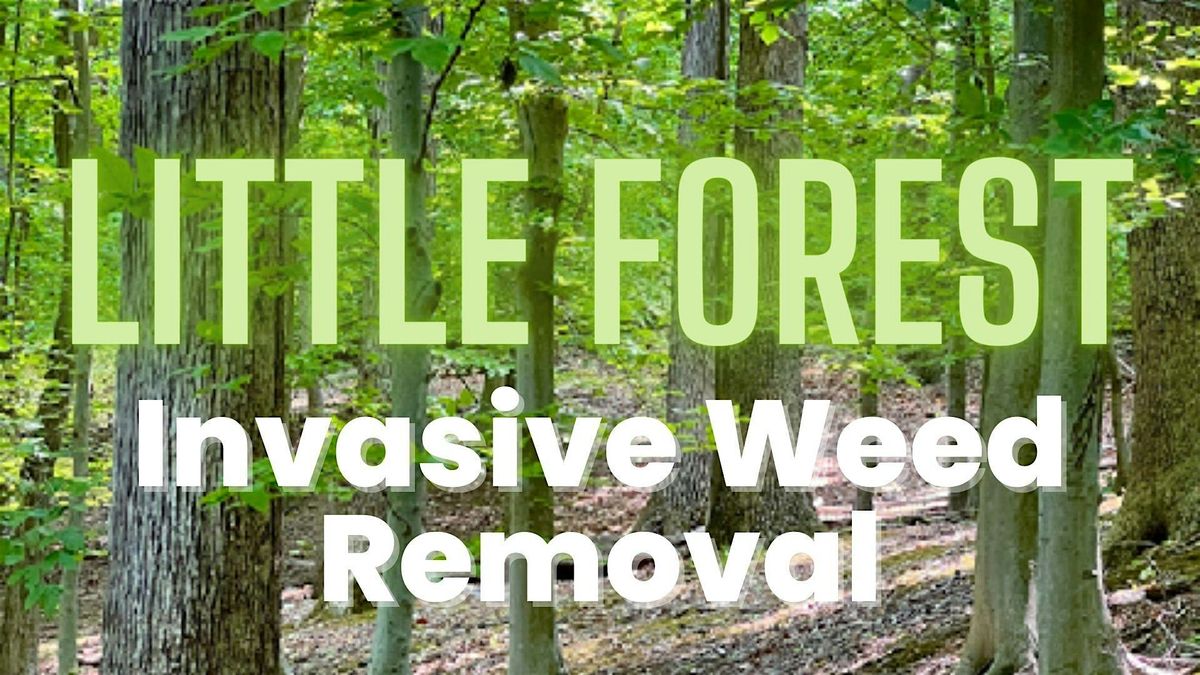 Invasive W**d Removal & Park Cleanup